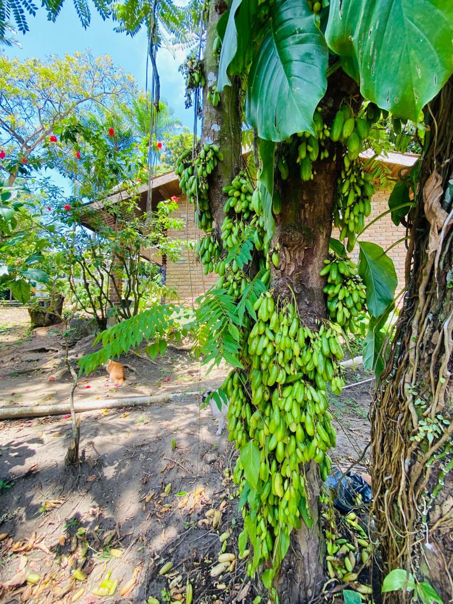 Pousada Coco Dende Velha Boipeba Dış mekan fotoğraf