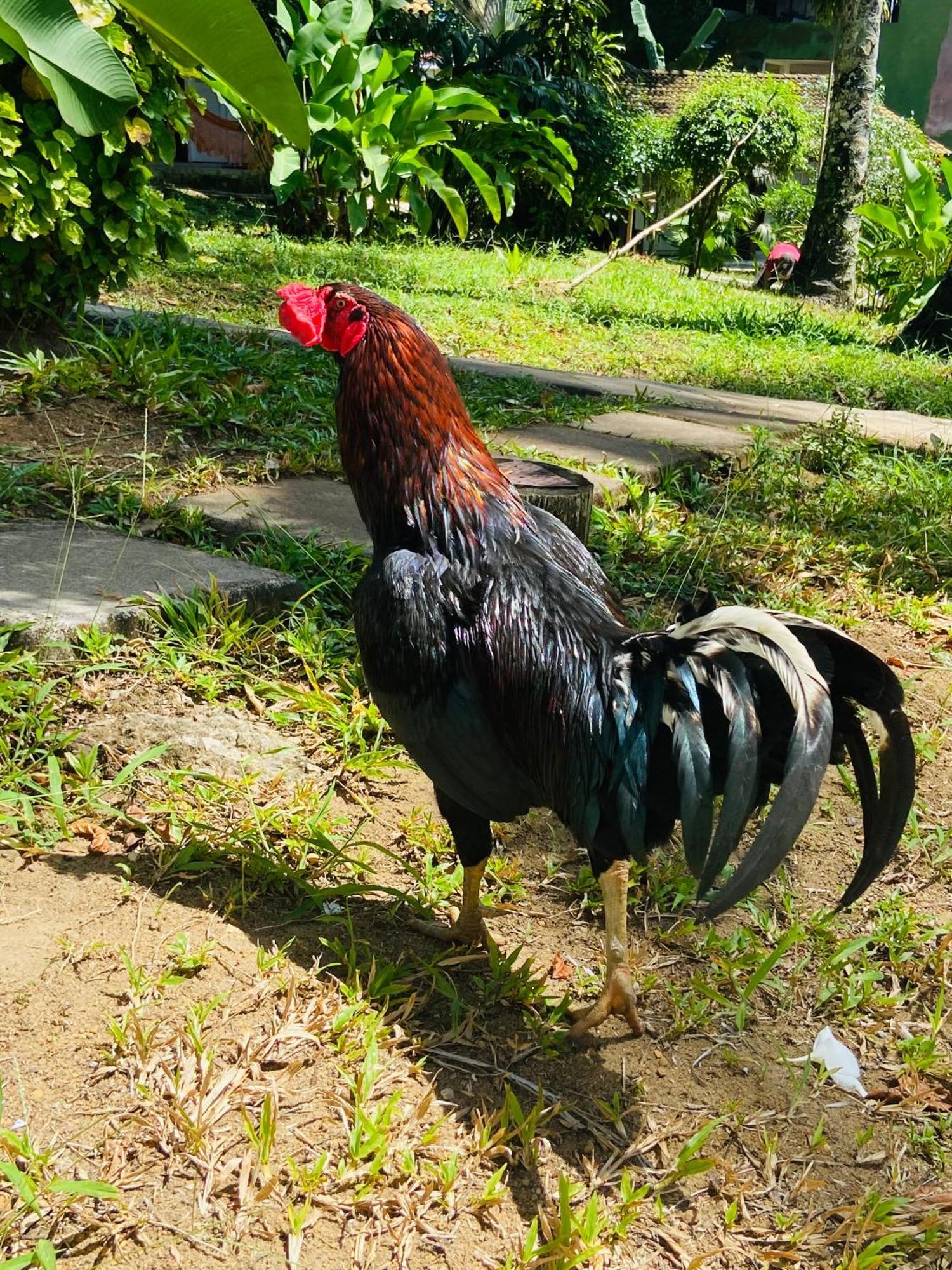 Pousada Coco Dende Velha Boipeba Dış mekan fotoğraf